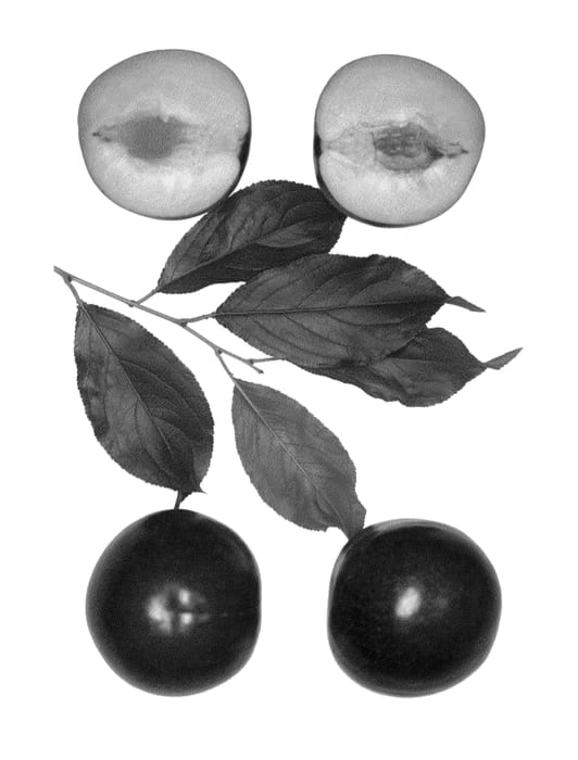 Figure 1 of US plant patent PP25091, the photograph of Bella Sweet printed in the patent.
