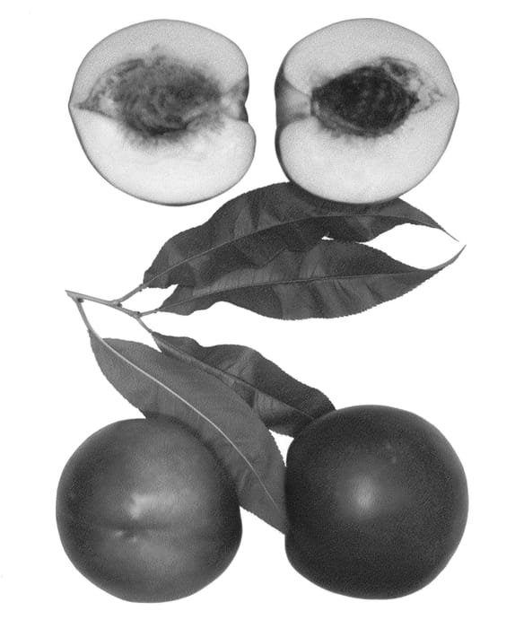Figure 1 of US plant patent PP25092, the photograph of Polar Sweet printed in the patent.