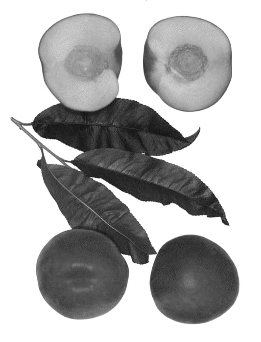 Figure 1 of US plant patent PP25093, the photograph of Snow Lady Rose printed in the patent.