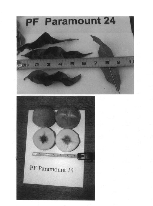 Figure 1 of US plant patent PP25094, the photograph of P.F. Paramount 24 printed in the patent.