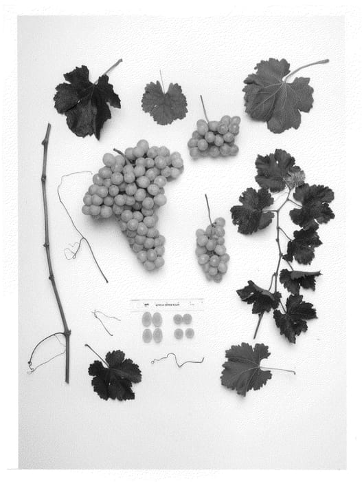 Figure 1 of US plant patent PP25095, the photograph of Sheegene-18 printed in the patent.