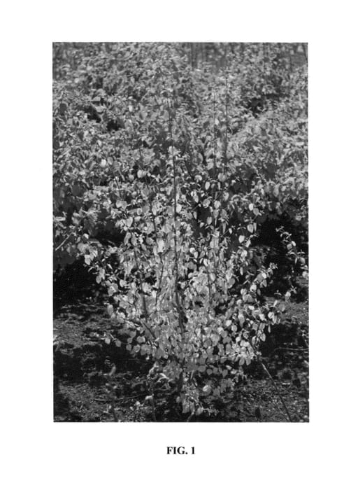 Figure 1 of US plant patent PP25096, the photograph of JWW3 printed in the patent.