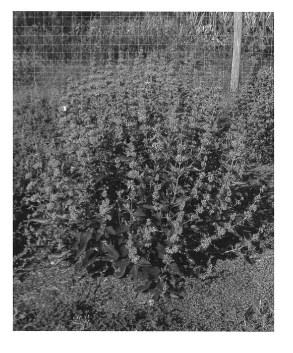 Figure 1 of US plant patent PP25097, the photograph of Novacaryfou printed in the patent.