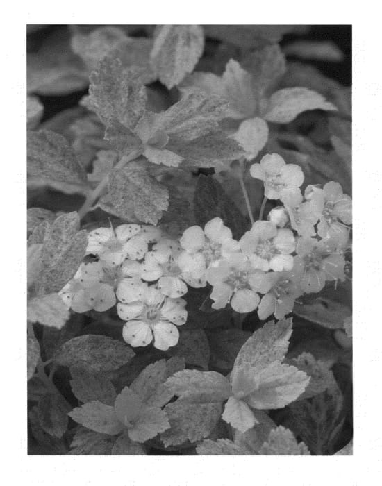 Figure 1 of US plant patent PP25098, the photograph of Verspi 1 printed in the patent.