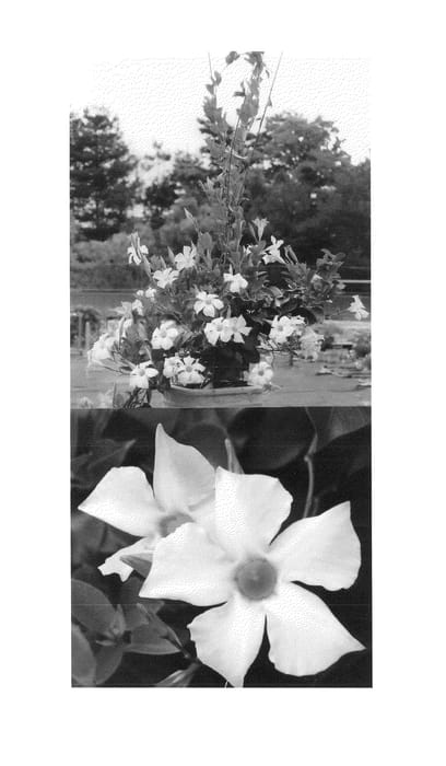 Figure 1 of US plant patent PP25099, the photograph of Sunparausupi printed in the patent.