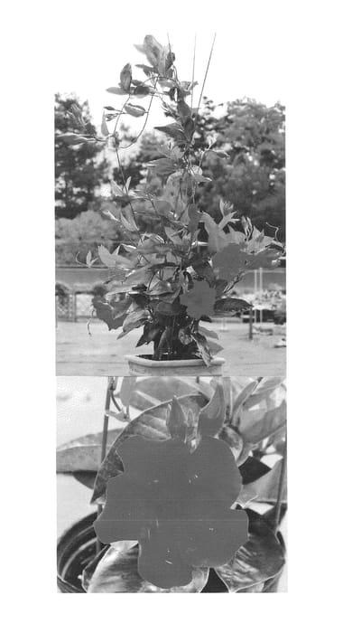 Figure 1 of US plant patent PP25100, the photograph of Sunparasupre printed in the patent.