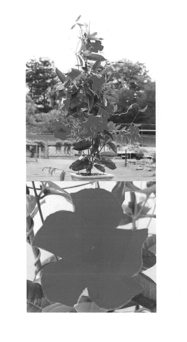 Figure 1 of US plant patent PP25101, the photograph of Sunpararekin printed in the patent.