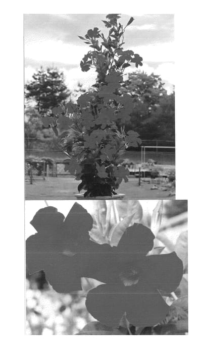 Figure 1 of US plant patent PP25102, the photograph of Sunpara 2883 printed in the patent.