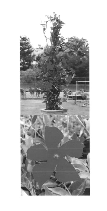 Figure 1 of US plant patent PP25103, the photograph of Sunpara 3043 printed in the patent.