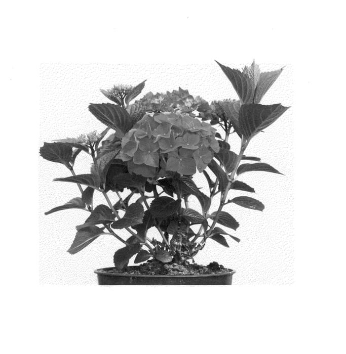 Figure 1 of US plant patent PP25104, the photograph of Kolmaru printed in the patent.