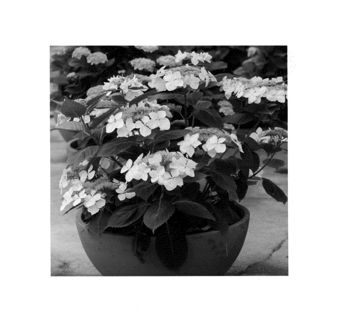 Figure 1 of US plant patent PP25105, the photograph of SMHMLDD printed in the patent.