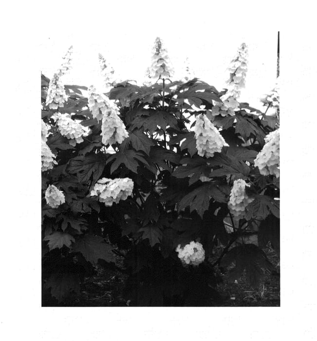 Figure 1 of US plant patent PP25106, the photograph of Brenhill printed in the patent.