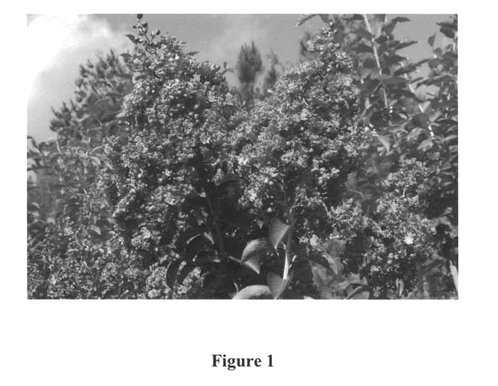 Figure 1 of US plant patent PP25107, the photograph of CREC-0001 printed in the patent.