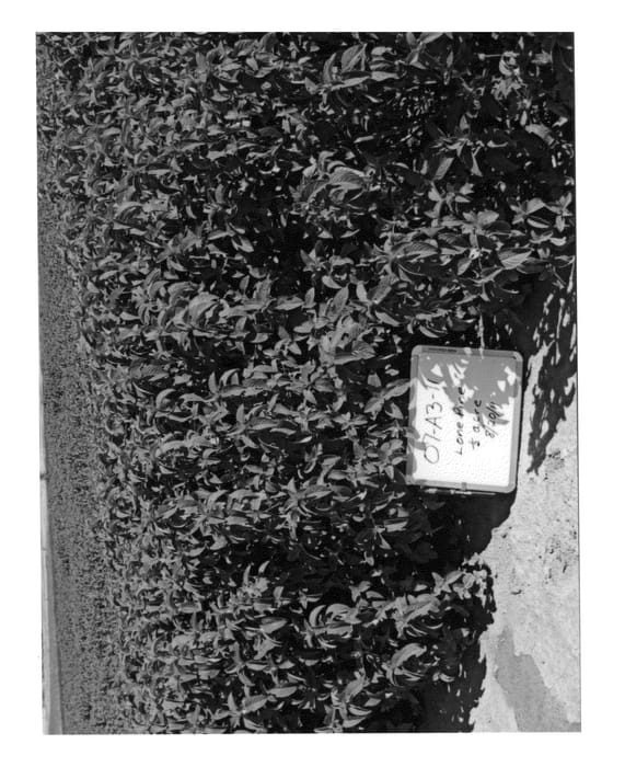Figure 1 of US plant patent PP25108, the photograph of Meadow Mint printed in the patent.
