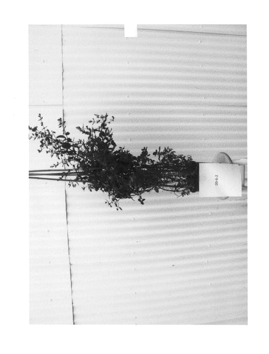 Figure 1 of US plant patent PP25109, the photograph of HooDoo Mint printed in the patent.