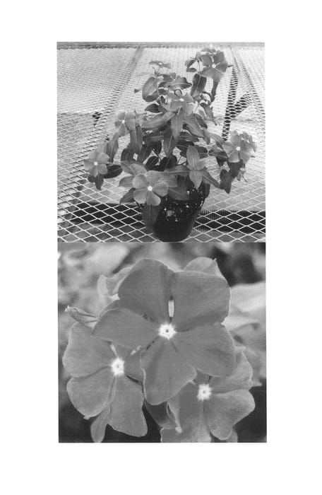 Figure 1 of US plant patent PP25110, the photograph of Sunnichi Tarepa printed in the patent.