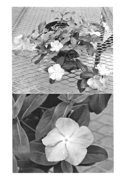 Figure 1 of US plant patent PP25111, the photograph of Sunnichilave printed in the patent.