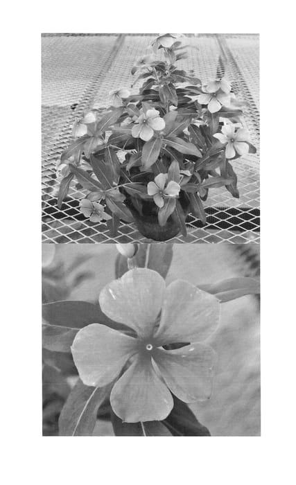 Figure 1 of US plant patent PP25112, the photograph of Sunnichitaro printed in the patent.