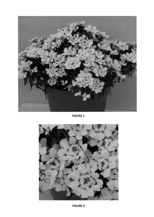 Figure 1 of US plant patent PP25113, the photograph of IBSZ0001 printed in the patent.
