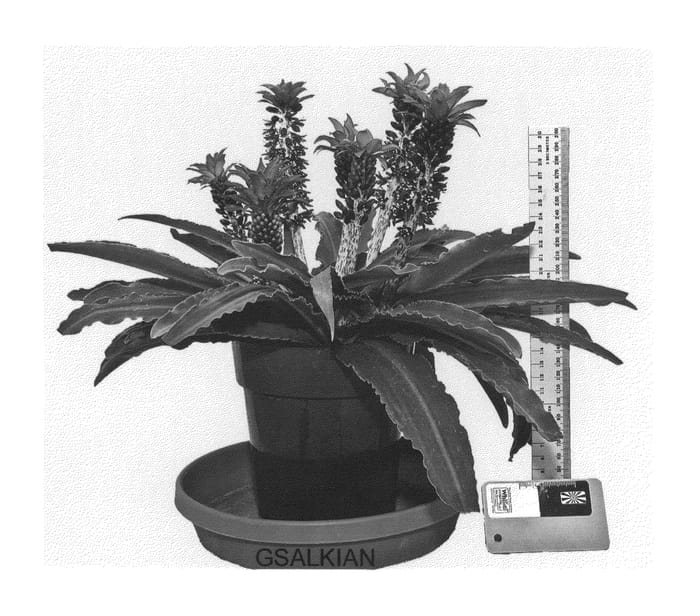 Figure 1 of US plant patent PP25114, the photograph of GSALKIAN printed in the patent.