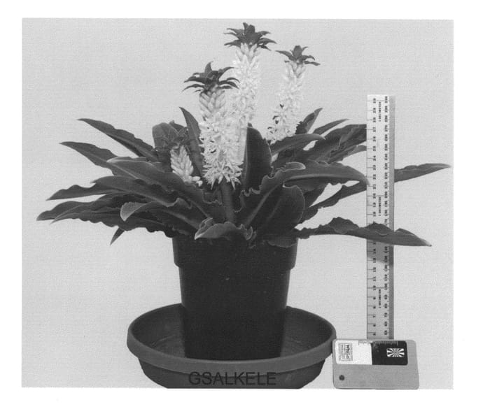 Figure 1 of US plant patent PP25115, the photograph of GSALKELE printed in the patent.