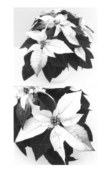 Figure 1 of US plant patent PP25116, the photograph of Bonpri 635 printed in the patent.