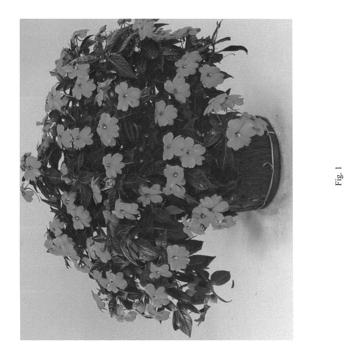Figure 1 of US plant patent PP25117, the photograph of DHAR321 printed in the patent.
