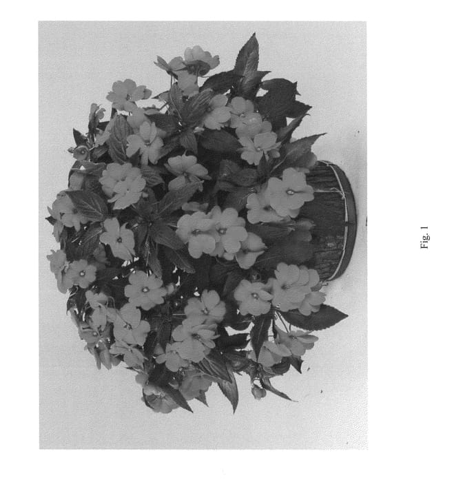 Figure 1 of US plant patent PP25118, the photograph of DHAR318 printed in the patent.