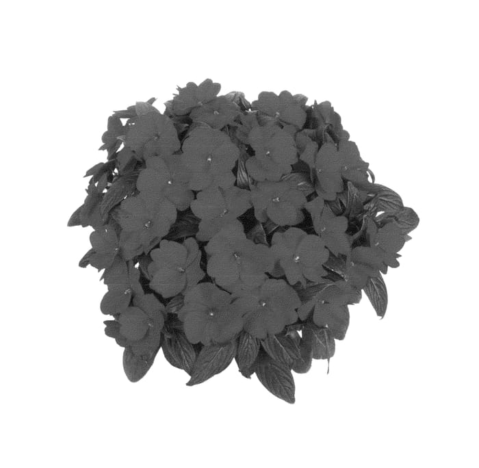 Figure 1 of US plant patent PP25119, the photograph of Fidimpmaxred printed in the patent.