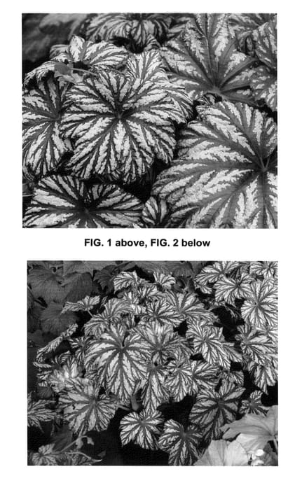 Figure 1 of US plant patent PP25120, the photograph of Cool Breeze Glacier printed in the patent.