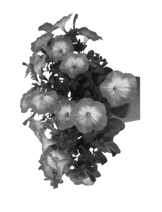 Figure 1 of US plant patent PP25121, the photograph of Fipetfanangel printed in the patent.