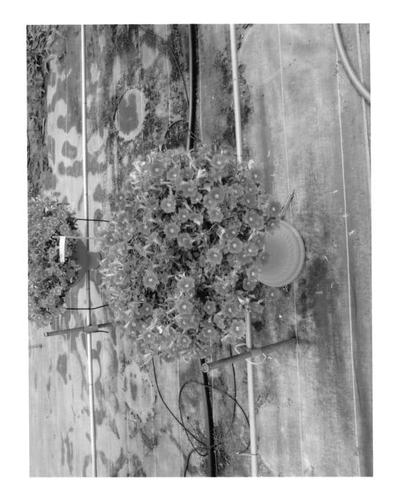 Figure 1 of US plant patent PP25122, the photograph of Keisurfbripitos printed in the patent.