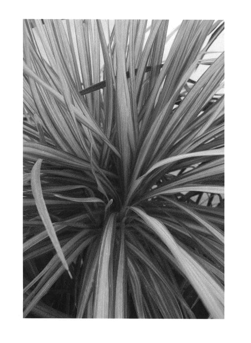 Figure 1 of US plant patent PP25123, the photograph of Jive printed in the patent.