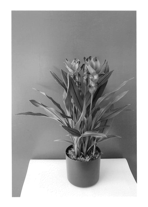 Figure 1 of US plant patent PP25124, the photograph of Curalimei printed in the patent.