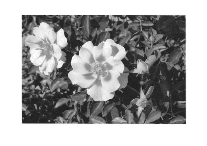 Figure 1 of US plant patent PP25125, the photograph of Spromel printed in the patent.