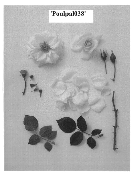 Figure 1 of US plant patent PP25126, the photograph of Poulpal038 printed in the patent.