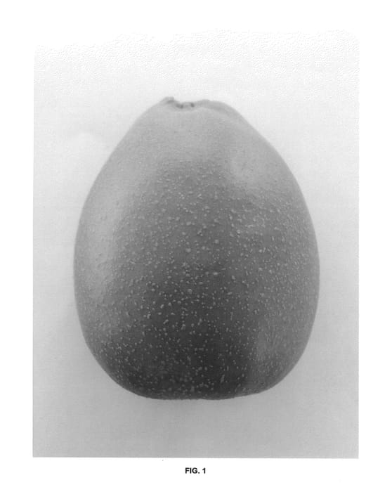 Figure 1 of US plant patent PP25127, the photograph of Y356 printed in the patent.