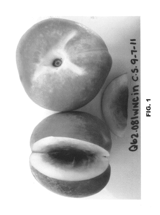 Figure 1 of US plant patent PP25128, the photograph of Burnecttwentyseven printed in the patent.