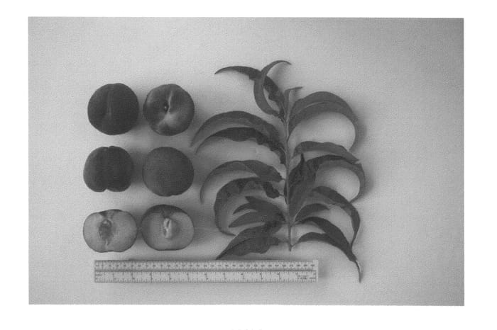 Figure 1 of US plant patent PP25129, the photograph of UFBest printed in the patent.