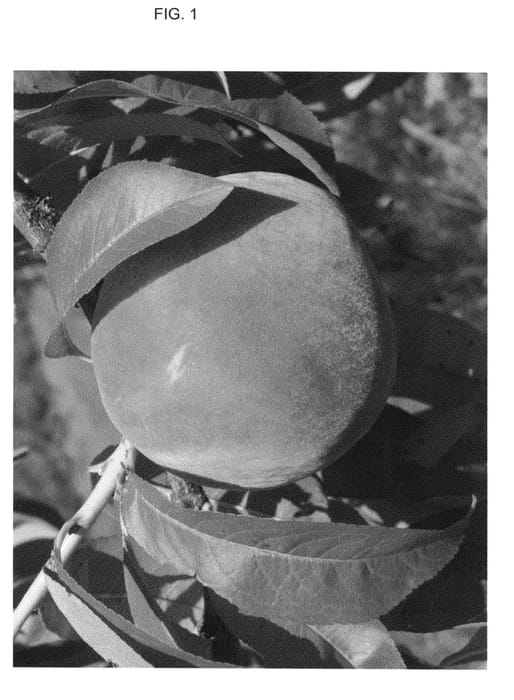 Figure 1 of US plant patent PP25130, the photograph of FA 1566 printed in the patent.