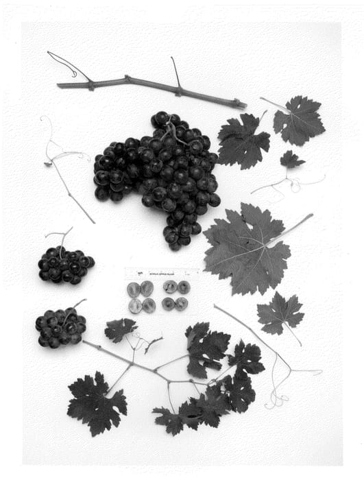 Figure 1 of US plant patent PP25131, the photograph of Sheegene-16 printed in the patent.