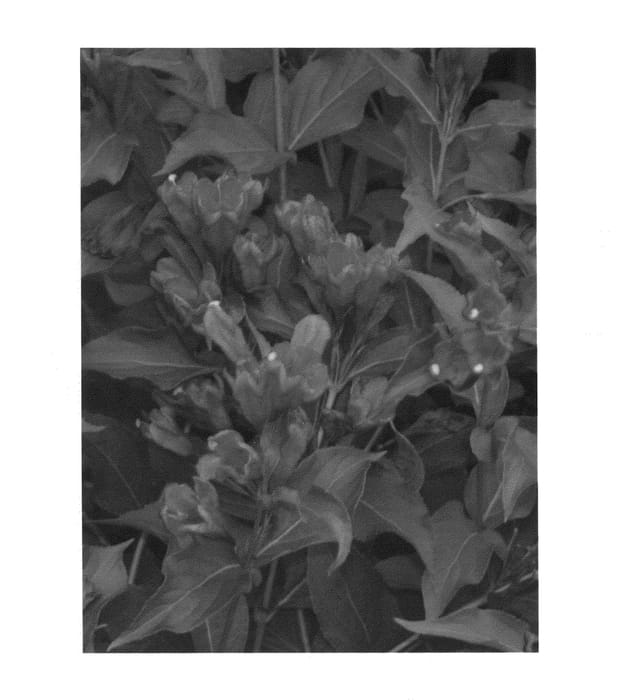 Figure 1 of US plant patent PP25132, the photograph of Verweig 6 printed in the patent.