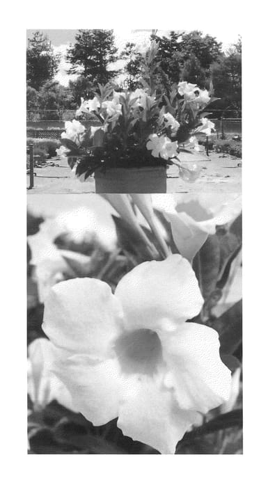 Figure 1 of US plant patent PP25134, the photograph of Sunparaosiro printed in the patent.
