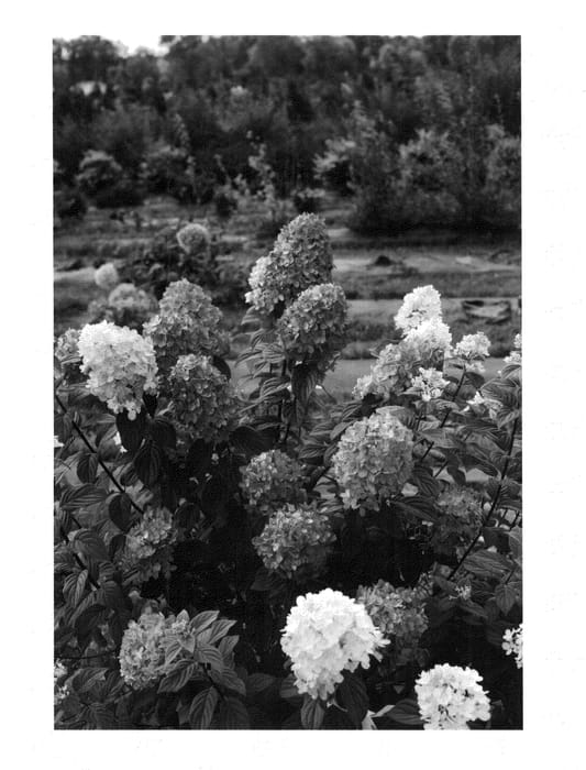 Figure 1 of US plant patent PP25135, the photograph of SMHPFL printed in the patent.