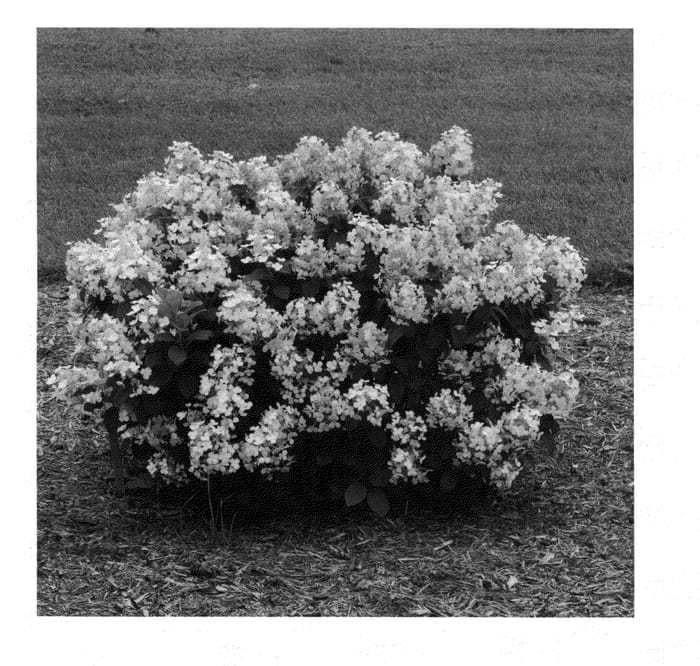 Figure 1 of US plant patent PP25136, the photograph of SMHPLQF printed in the patent.