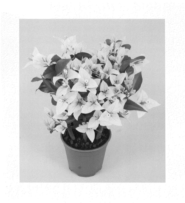 Figure 1 of US plant patent PP25137, the photograph of Rijnbo0801 printed in the patent.