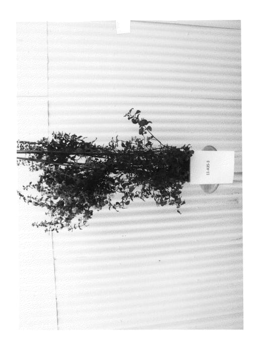 Figure 1 of US plant patent PP25138, the photograph of Everest Mint printed in the patent.
