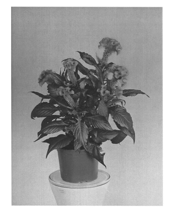 Figure 1 of US plant patent PP25139, the photograph of Zancetopicpaa printed in the patent.