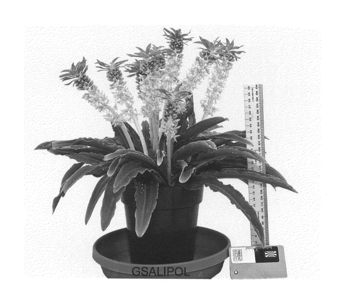 Figure 1 of US plant patent PP25140, the photograph of GSALIPOL printed in the patent.