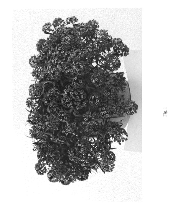 Figure 1 of US plant patent PP25141, the photograph of DLOBU22 printed in the patent.